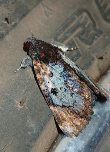 Pericyma sp.
